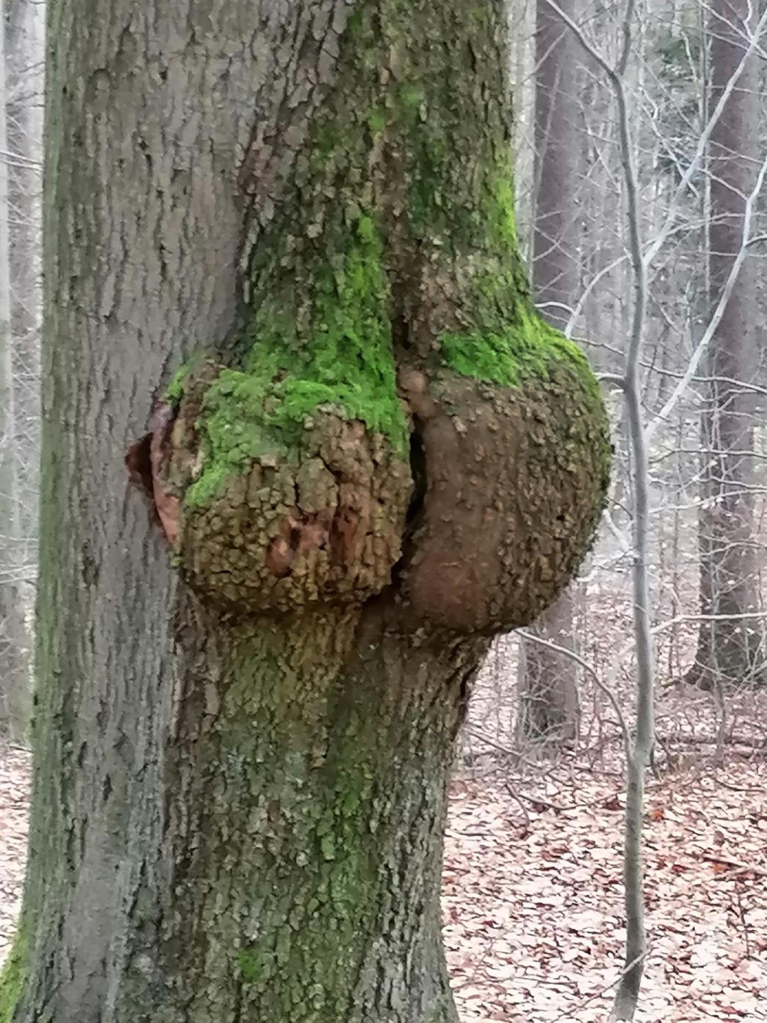 Penzion Jura Chřibská Eksteriør billede