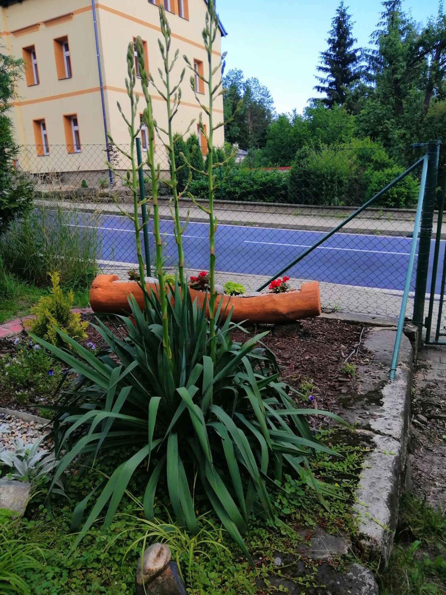Penzion Jura Chřibská Eksteriør billede